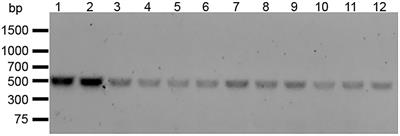 Sortase-encoding genes, srtA and srtC, mediate Enterococcus faecalis OG1RF persistence in the Helicoverpa zea gastrointestinal tract